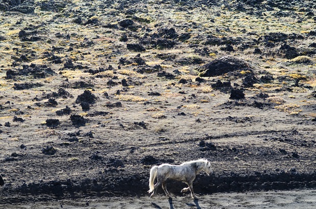 Herd In Iceland