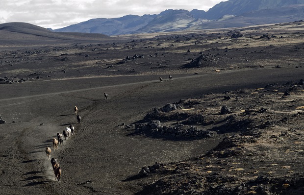 Herd In Iceland